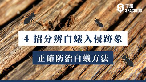 白蟻出現原因|白蟻入侵兩週可吃光傢俱！4招分辨白蟻跡象+正確防治。